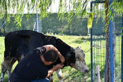 Çanakkale'deki yangında yaralanan 4 hayvan Bursa'da tedavi ediliyor