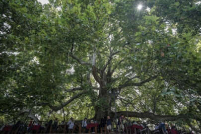 Tarihi İnkaya Çınarı yakınında yangın