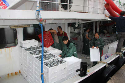 Marmara'da sardalya, hamsi ve istavrit bolluğu