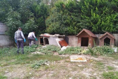 İstanbul Esenyurt'ta sokağı fareler bastı