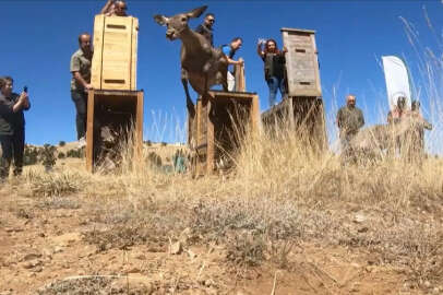 Bursa'dan getirilen kızıl geyikler Salda Gölü çevresindeki ormana salınıyor