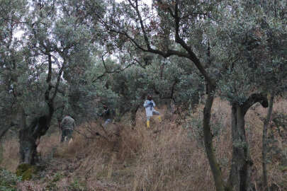 Gemlik'te 47 gündür aranan kadının cesedi zeytinlikte bulundu