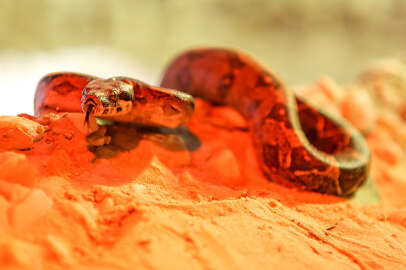 Kırmızı kuyruklu boa yılanı ve çinçillalar Bursa Hayvanat Bahçesi'ne alışıyor