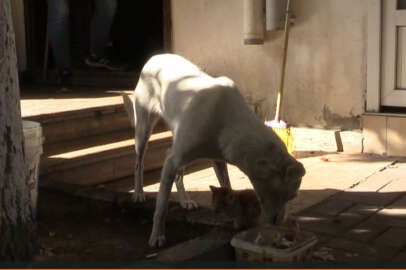 Köpek, kedi yavrusuna annelik yapıyor!