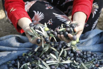 Marmarabirlik zeytin alım fiyatlarını açıkladı