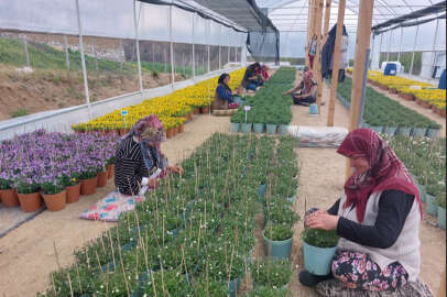 Keles'te kadınların çalışacağı seralarda süs bitkisi tohumu yetiştirilecek