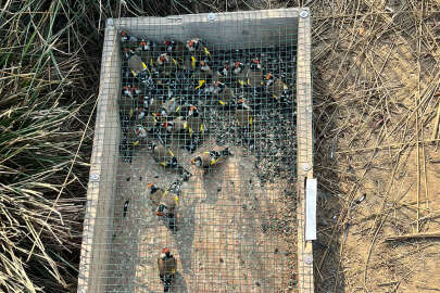 Bursa'da ağ, kafes ve ses sistemiyle saka kuşu avlayan kişiye para cezası kesildi