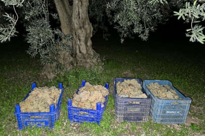İznik'te zeytin ve üzüm hırsızlığı