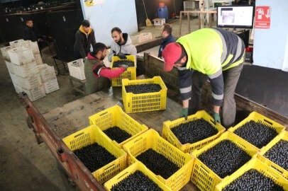 Marmarabirlik yarın ortaklarına 231 milyon lira daha ödeyecek