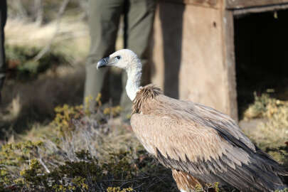 Bursa'da tedavisi tamamlanan kızıl akbaba doğaya salındı