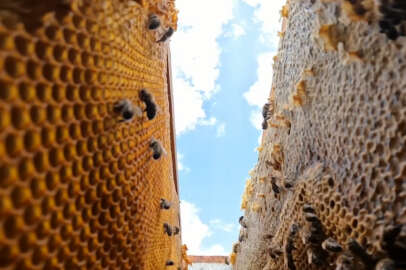 İklim değişikliği arı ölümlerini artırdı