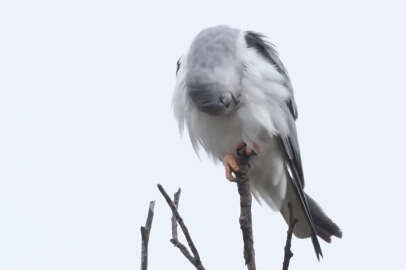 Bursa'da ilk kez Ak Çaylak kuşu görüntülendi