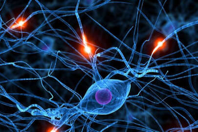 Müfredatta değişiklik: Evrim gitti 'kusursuz yaratılış' geldi!