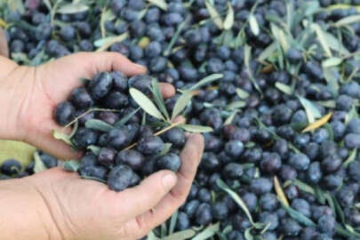Marmarabirlik'ten zeytin üreticisine 860 milyon liralık ayni kredi desteği
