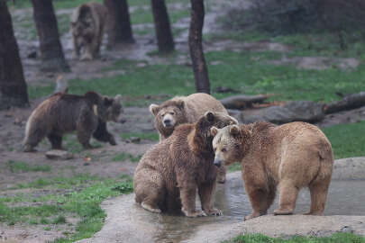 Küresel ısınma ve yetersiz beslenme ayılara kış uykusunu unutturdu