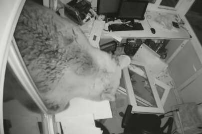 Uludağ'da yiyecek arayan ayı güvenlik kulübesine girdi