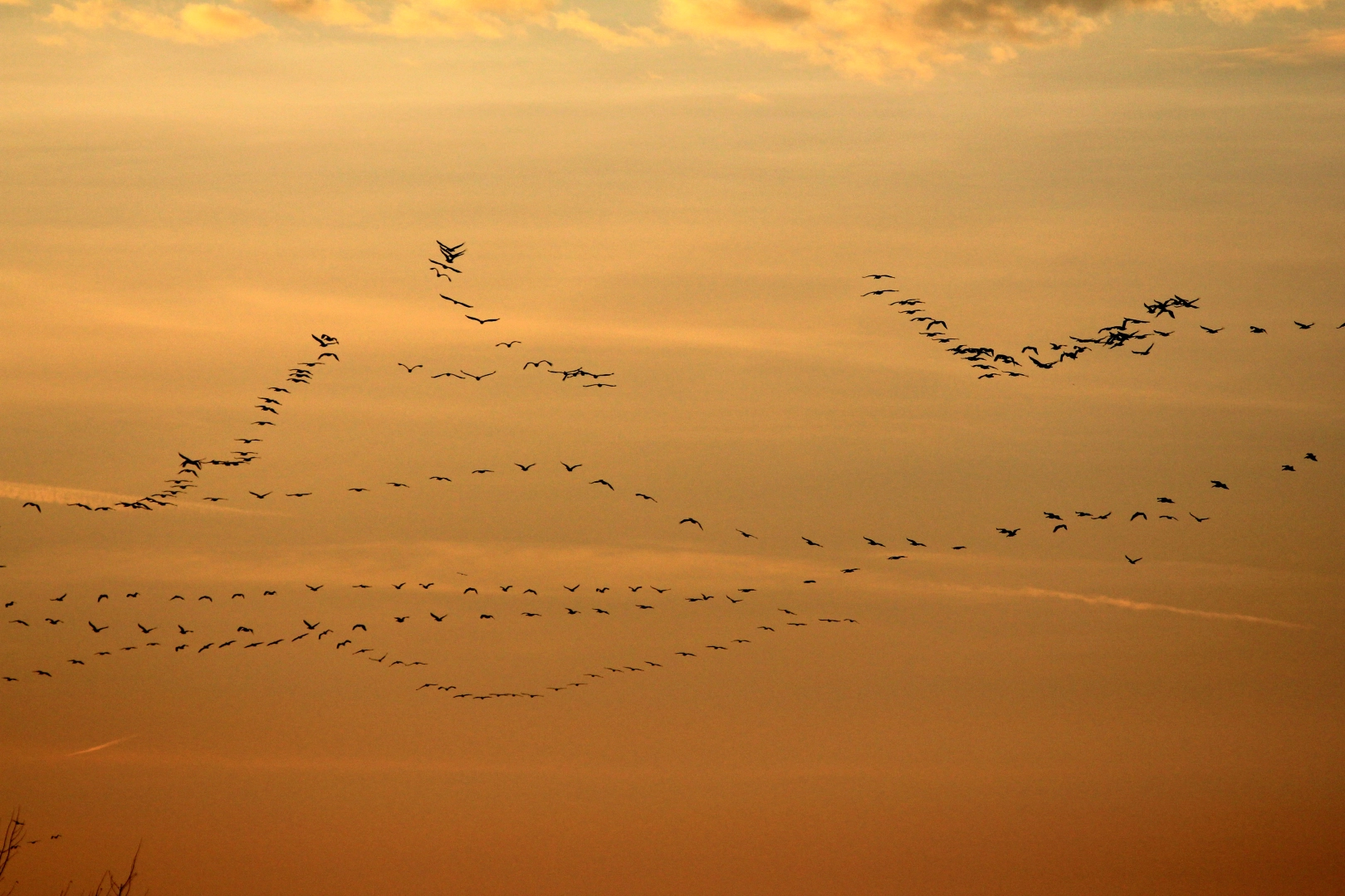 Bursa'da pelikan sürüsünün göç yolculuğu büyüledi