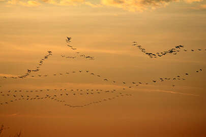Bursa'da pelikan sürüsünün göç yolculuğu büyüledi