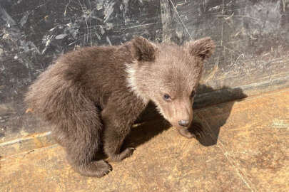 Köpeklerin saldırısından kurtarılan ayı yavrusu bakımı yapılarak doğaya bırakıldı