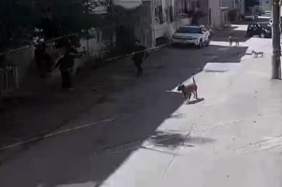 Bursa'da sahipsiz köpeklerin saldırısına uğrayan çocukların 2'si yaralandı