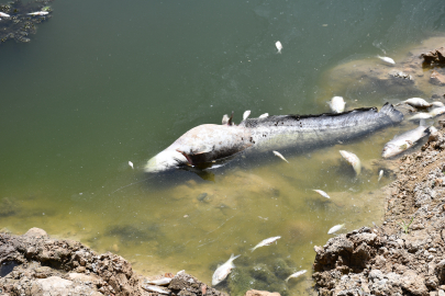 Karacabey'de çaydaki balık ölümleriyle ilgili inceleme başlatıldı