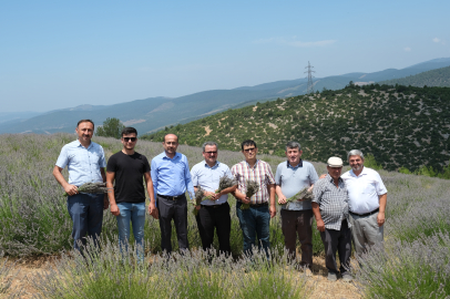 Orhaneli'nin ilk lavanta bahçesinde hasat başladı