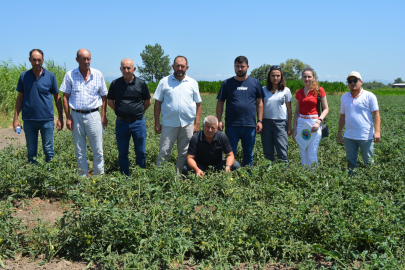 Çeltik ilaçları sebzeyi zehirledi, verim düştü