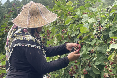Uludağ'ın eteklerinde yetişen ahududu ve böğürtlenler kadınların gelir kapısı oldu