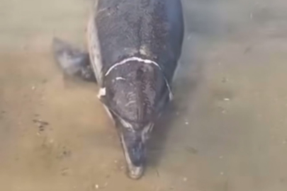 Mudanya'da ölü yunus karaya vurdu