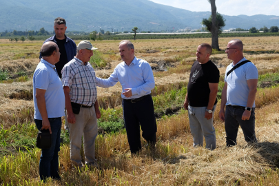 Orhangazi ovasında çeltik hasadı başladı