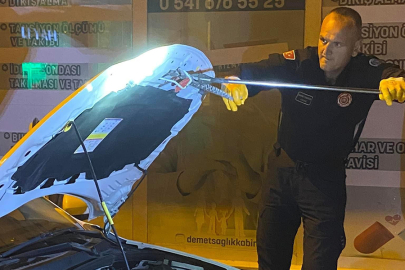 Seyir halindeki aracın kaputundan yılan çıktı