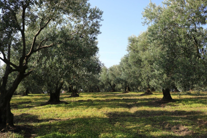 Marmarabirlik'ten rekor seviyede rekolte hedefi