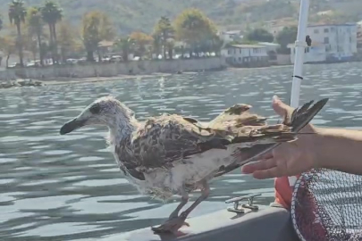Misinaya dolanarak ölümü bekleyen martıyı kurtardılar