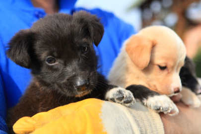 Sahipsiz Patileri Yaşatma Derneği'nden kısırlaştırma ve mama çağrısı