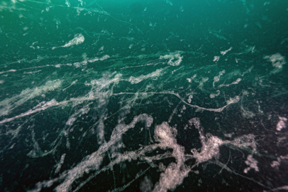 Prof. Dr. Mustafa Sarı: Müsilaj geri döndü!