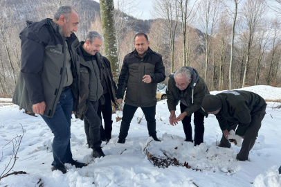 Kayın tohumları toprakla buluşuyor