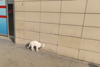 İnegöl'de bacağı kırılan kedi Devlet Hastanesi'nin acil kapısına geldi!