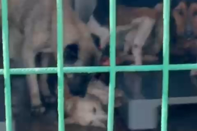 Gemlik'te barınakta vahşet; Aç kalan köpekler, başka bir köpeği yedi!