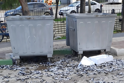 Gemlik'te bir şahıs bozuk balıkları yola döktü