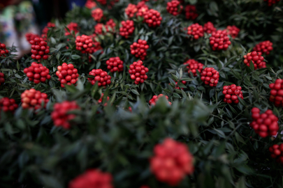 Çiçekçi ve marketler yılbaşı kokinaları ile doldu