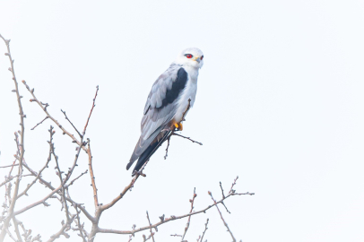 Bursa'nın yeni konuğu: Ak çaylak