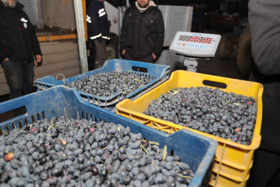 Gemlik Belediyesi yağlık zeytini üreticiden 40 liraya alıyor