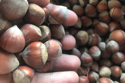 İtalya ve ABD'nin fındığı az olunca piyasanın patronu Türkiye oldu