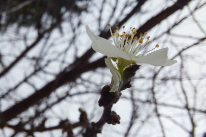 Mevsim normallerinin 4 katı sıcaklık meyve ağaçlarını çiçek açtırdı