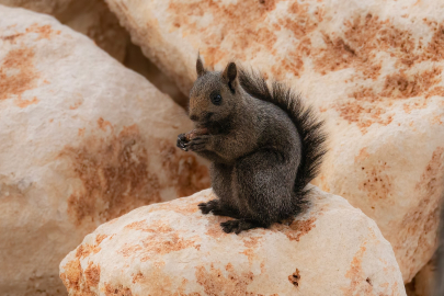 Bursalı fotoğrafçı Tunceli kırsalında melanistik sincap görüntüledi