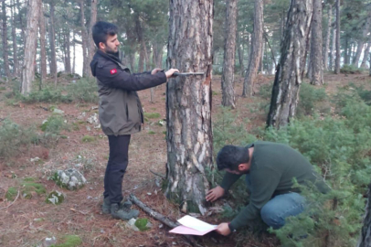 Bursa'da orman ağaçlarının damgaları kontrolden geçirildi