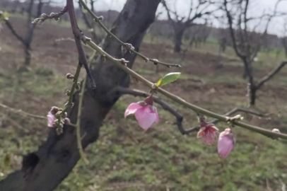 İznik'te şeftali ağaçları erken çiçek açtı