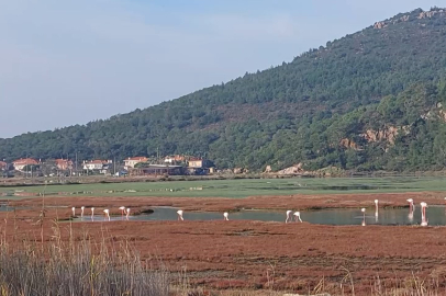 Yaban ördekleri suyla buluştu