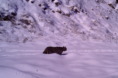 İnegöl'de yaban kedisi görüntülendi