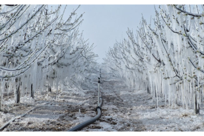 Karaman’da 16 milyon elma ağacını don vurdu